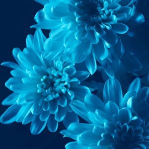 Meet your Posher, Teresa